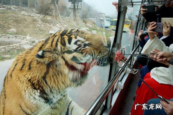 八达岭老虎伤人的事件真相 八达岭老虎伤人的事件完整视频