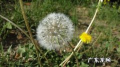 绿色的春天怎么描述 蒲公英的春天怎么描述