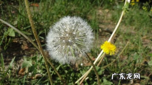 绿色的春天怎么描述 蒲公英的春天怎么描述