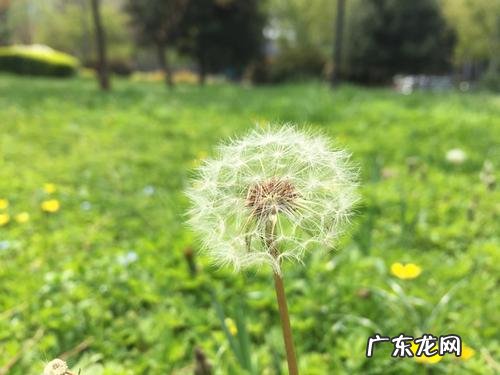绿色的春天怎么描述 蒲公英的春天怎么描述