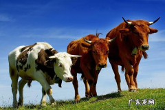 现在养殖什么最赚钱？十大暴利养殖项目