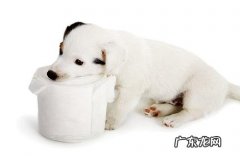 母狗第一次来例假该怎么办？