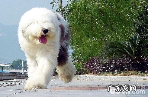 古代牧羊犬反胃怎么处理？