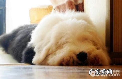 古代牧羊犬反胃怎么处理？