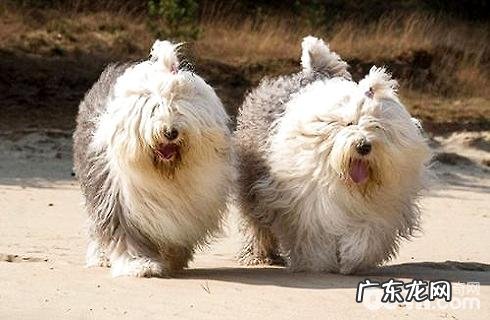 古代牧羊犬反胃怎么处理？