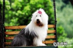 古代牧羊犬反胃怎么处理？