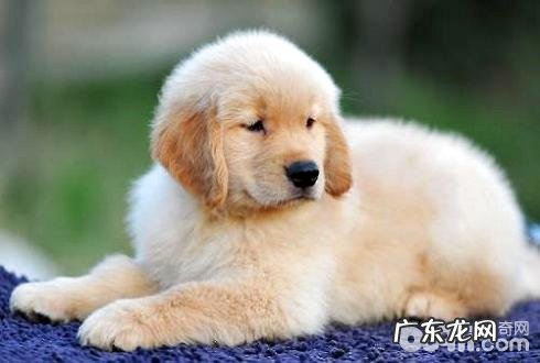 狗翻肠子该怎么办?狗翻肠子怎样预防?