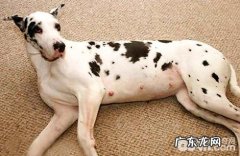 狗难产该怎么办？狗狗难产的应急措施