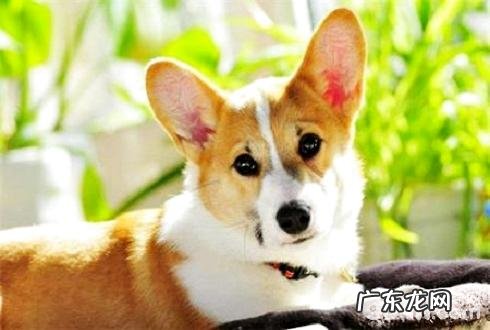 狗皮肤病该怎么办?犬细菌皮肤疾病