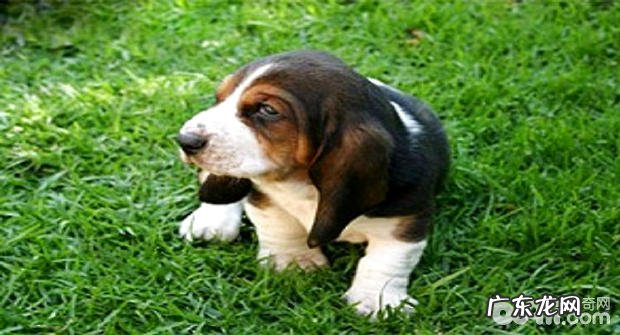 狗皮肤病该怎么办?犬细菌皮肤疾病