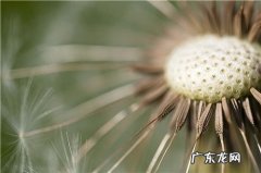 蒲公英外貌描写作文 蒲公英外貌描写怎样写