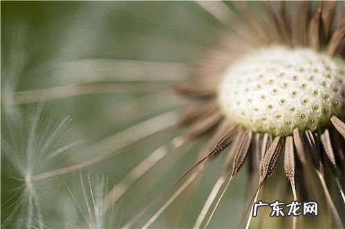 蒲公英外貌描写作文 蒲公英外貌描写怎样写