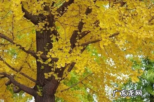 秋天银杏发朋友圈 银杏心语发朋友圈