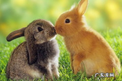 养兔子赚钱吗？养殖兔子需要投资多少钱？