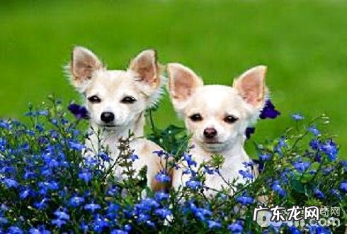 小狗狗呕吐怎么办？小狗呕吐根本原因