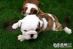 小狗狗呕吐怎么办？小狗呕吐根本原因