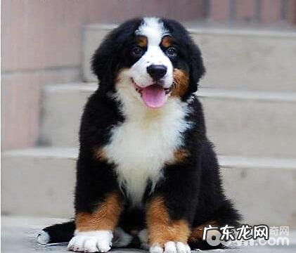 犬钩虫病会感染人吗?犬钩虫病如何治疗?