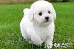 小狗肝炎症状有什么？小狗肝炎病症预防