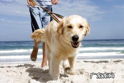 狗瘟能治好吗？医好狗瘟需要多少钱？