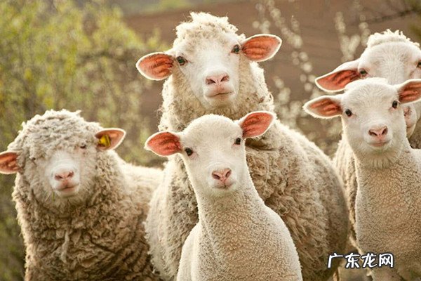 薅羊毛是什么意思？是否违法？