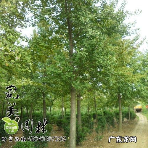 世界上最珍贵的银杏树是什么 银杏树品种哪种最珍贵