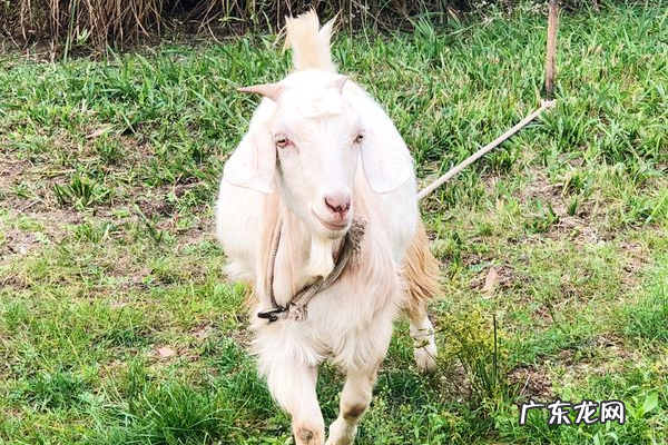 养羊赚钱吗？养羊和养牛哪个赚钱？