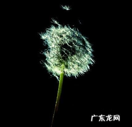 蒲公英用什么量词形容 蒲公英形容什么样的人