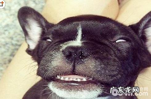 小狗狗入睡怎么会翻眼?
