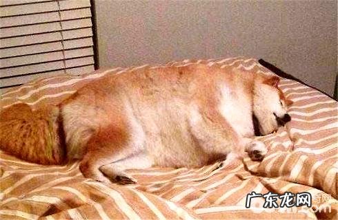 如何判断小狗是否在发高烧?