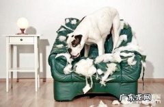 怎么判断小狗是否身心健康呢？