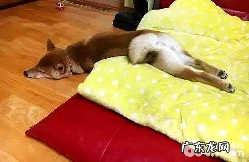 怎么判断小狗是否有膀胱结石?