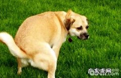 狗便秘吃什么更快大便？狗便秘缘故