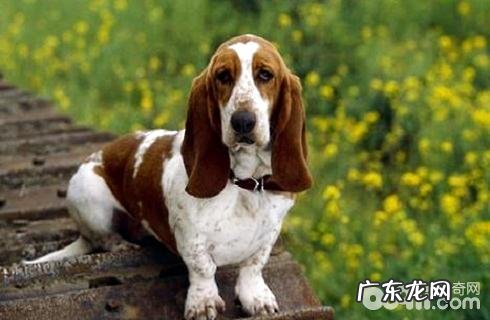 狗便秘吃什么更快大便?狗便秘缘故