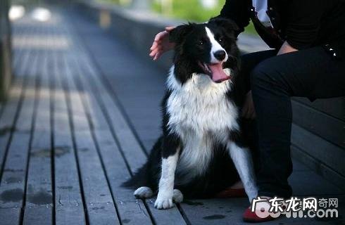 小宠物常规体检都有哪些新项目?查验方法?