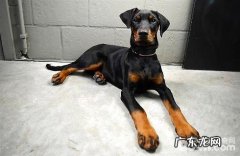 小宠物常规体检都有哪些新项目？查验方法？