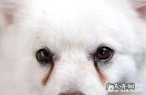 狗狗眼屎比较多该怎么办？眼泪怎么消除？