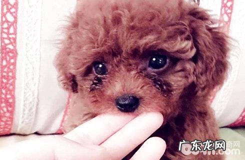 狗狗眼屎比较多该怎么办？眼泪怎么消除？