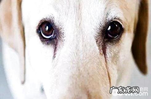 狗狗眼屎比较多该怎么办？眼泪怎么消除？