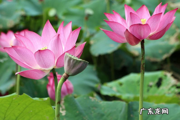 在农村如何致富？农村有哪些致富路？