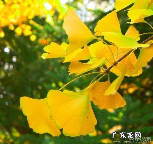 描写秋天银杏树叶的诗 描写秋天银杏树叶的优美段落