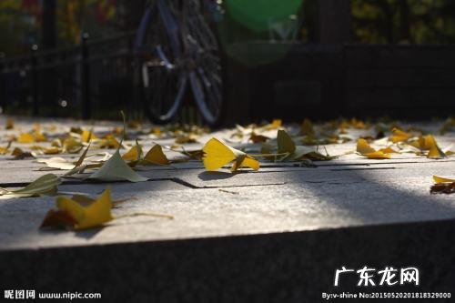 描写秋天银杏树叶的诗 描写秋天银杏树叶的优美段落