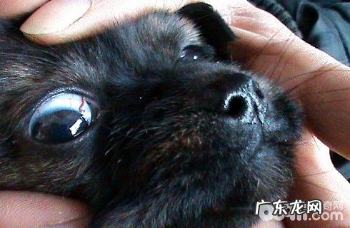 眼线虫会传染人吗?太可怕了!