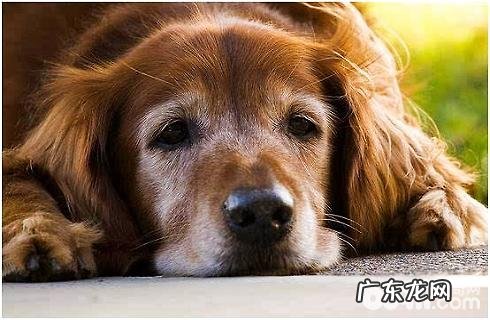 如何判断小狗是否得了犬瘟?