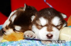 如何判断小狗是否得了犬瘟？