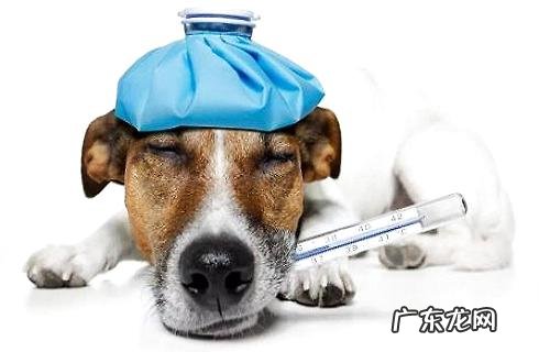 有这种病症,小狗便是病了。