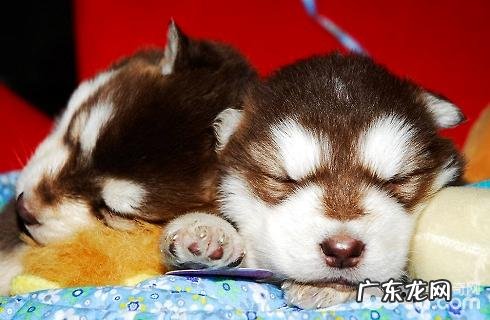 幼狗何时能够接种疫苗?