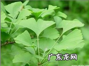 描写春天银杏树树叶的作文 银杏树的树叶描写