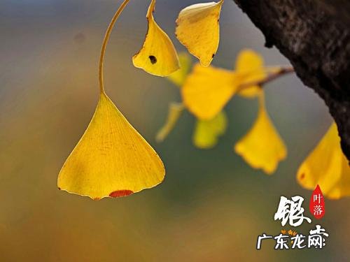 描写春天银杏树树叶的作文 银杏树的树叶描写