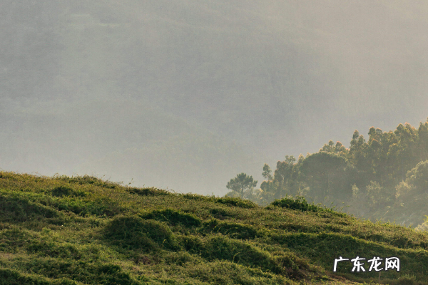 农村创业致富项目有哪些?适合农村的致富小项目