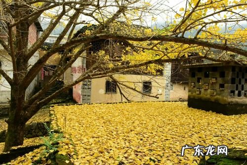 雨后的银杏树图片 雨后银杏树的描写